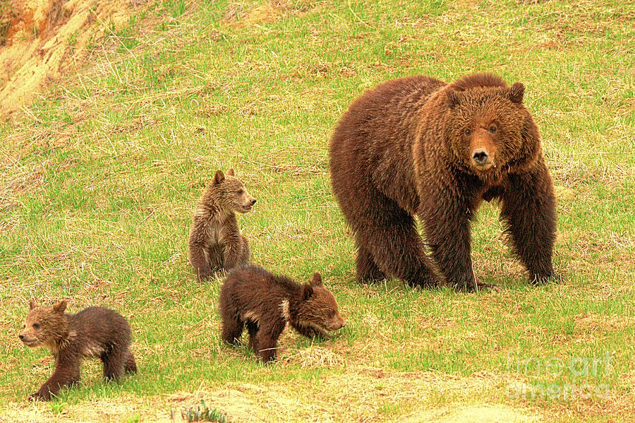 Grizzly Mom And Her Triplets Photograph by Adam Jewell