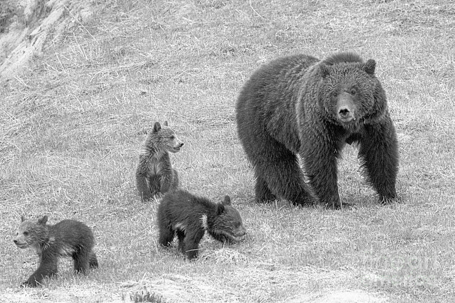 Grizzly Mom And Her Triplets Black And White Photograph by Adam Jewell