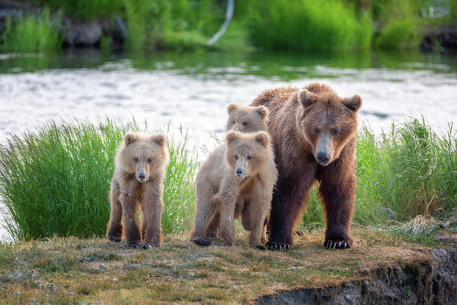 Grizzly mother and her three cubs Photograph by Alex Mironyuk