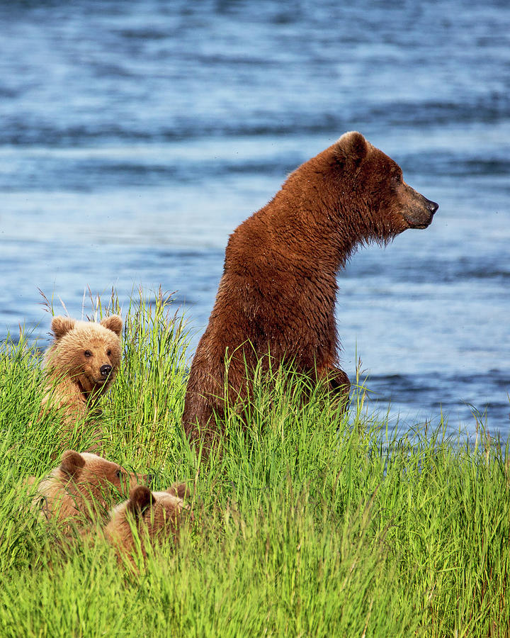 Grizzly mother and her three cubs in the grass Photograph by Alex Mironyuk