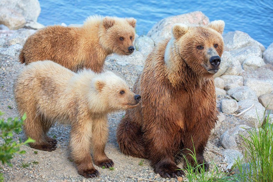 Grizzly Mother with her cubs  - 5 Photograph by Alex Mironyuk