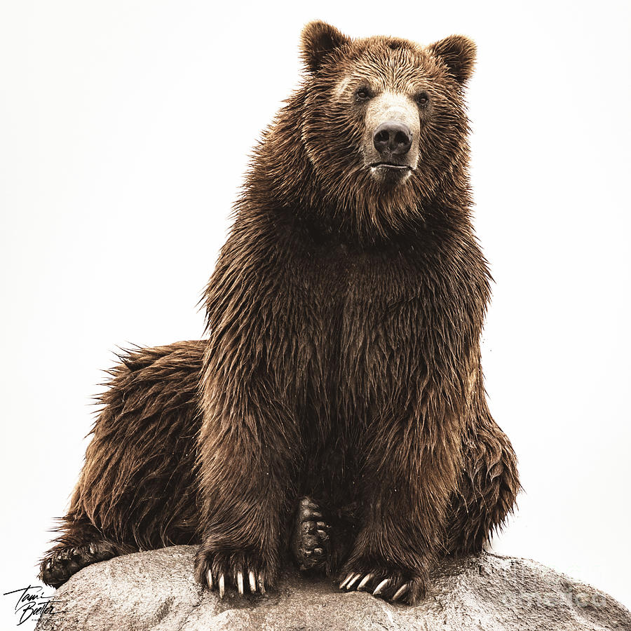 Grizzly on rock Photograph by Tami Boelter