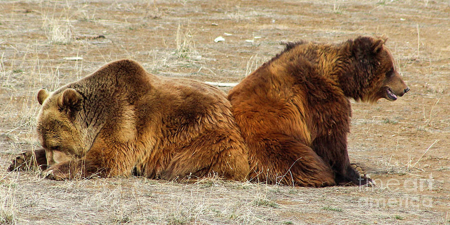 Grizzly Pair Photograph by Shirley Dutchkowski