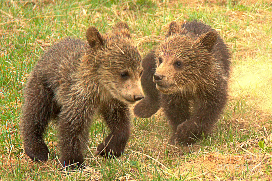 Grizzly Pals Photograph by Adam Jewell