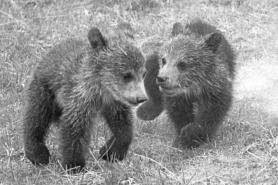 Grizzly Pals Black And White Photograph by Adam Jewell
