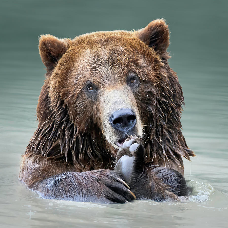 Grizzly Pedicure Photograph by Angie Mossburg