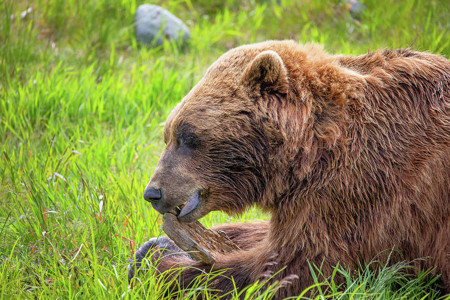 Grizzly Play Time - 6 Photograph by Alex Mironyuk - Fine Art America