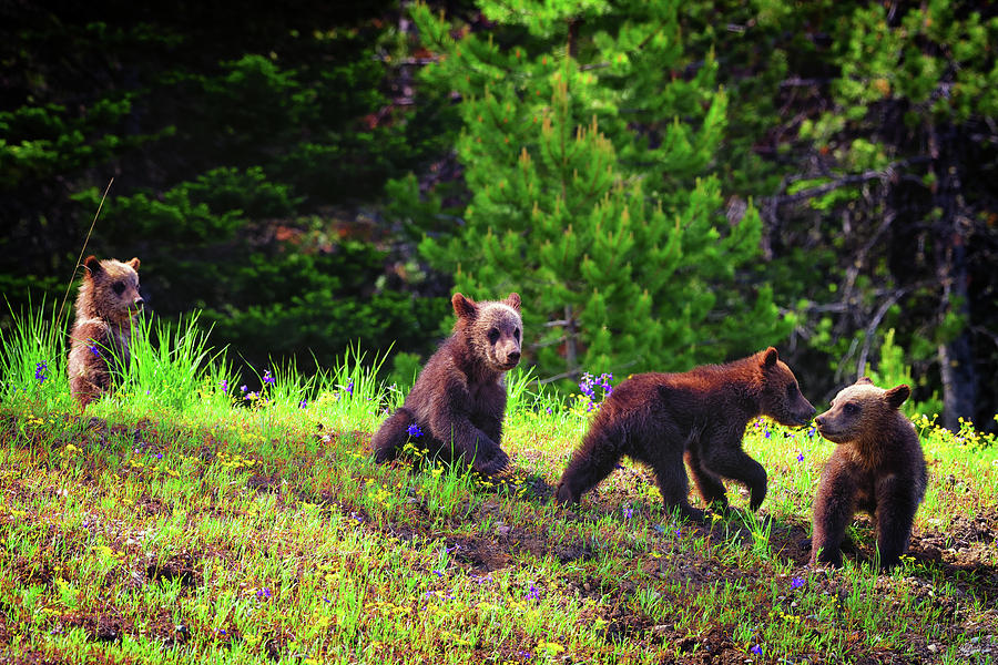 Grizzly Quadruplets Photograph by Greg Norrell