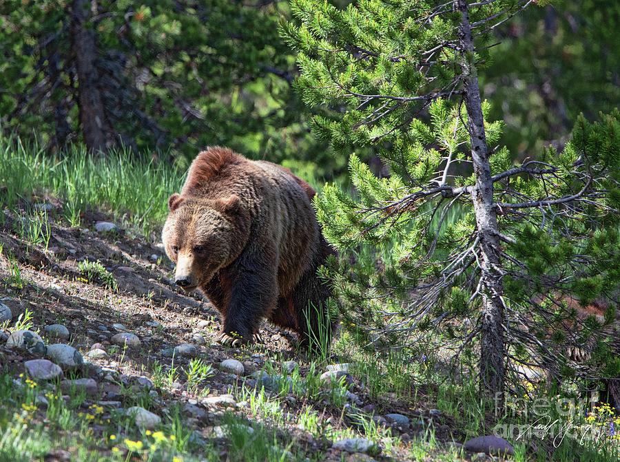 Grizzly Scene Photograph by Larry Young