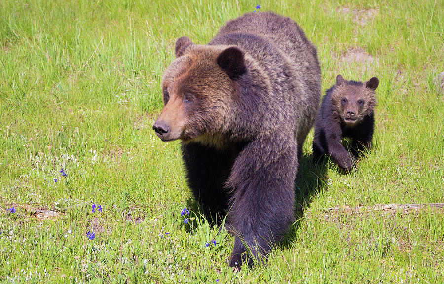 Grizzly Sow and Cub Photograph by Jenny Golding - Fine Art America