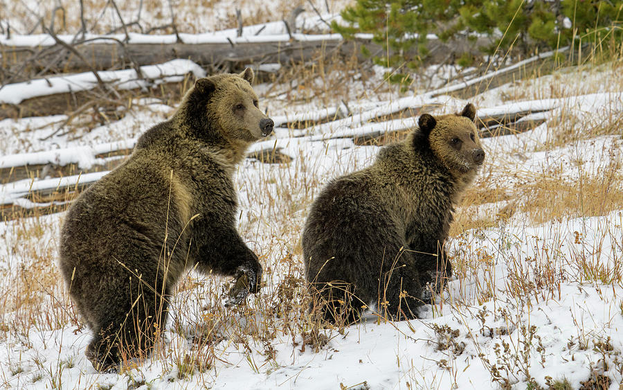 Grizzly Sow and Cub Photograph by Patrick Nowotny