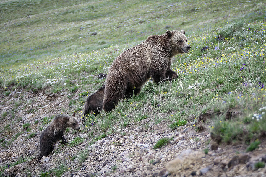 Yellowstone NP, Mt Washburn, WY Photograph by Michael DeGrenier Yellowstone NP, Mt Washburn, WY Photograph by Michael DeGrenier