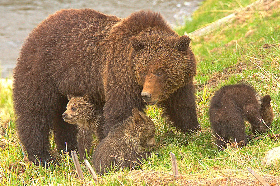 Grizzly Sow And The Triplets Photograph by Adam Jewell