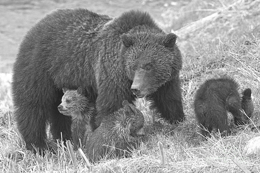 Grizzly Sow And The Triplets Black And White Photograph by Adam Jewell