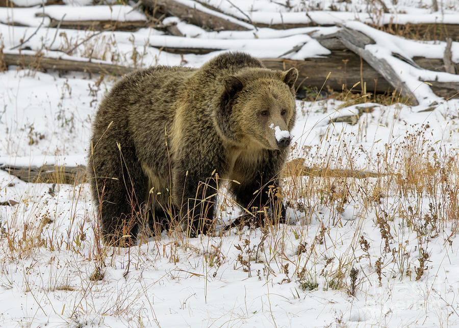 Grizzly Sow Photograph by Patrick Nowotny