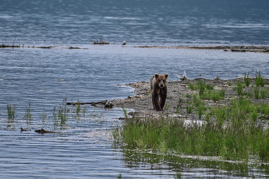 Grizzly Strolling Down the River Bank - Brooks River, Katmai National Park Photograph by Amazing Action Photo Video