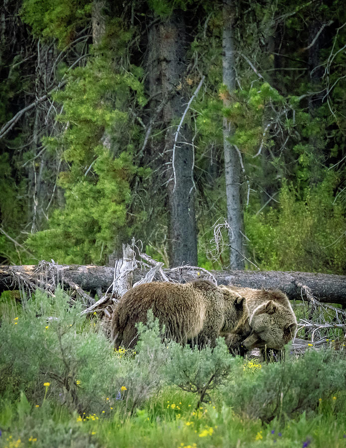 Grizzly Talk Photograph by Dan Kinghorn - Pixels