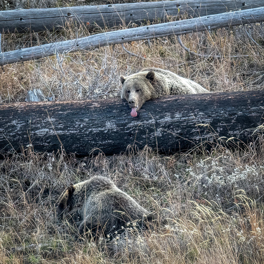 Grizzly Tongue Photograph by Paul Freidlund