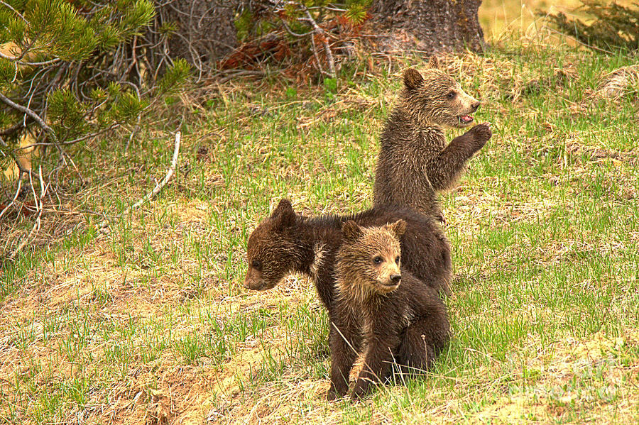 Grizzly Triplet Siblings Photograph by Adam Jewell