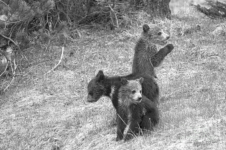 Grizzly Triplet Siblings Black And White Photograph by Adam Jewell