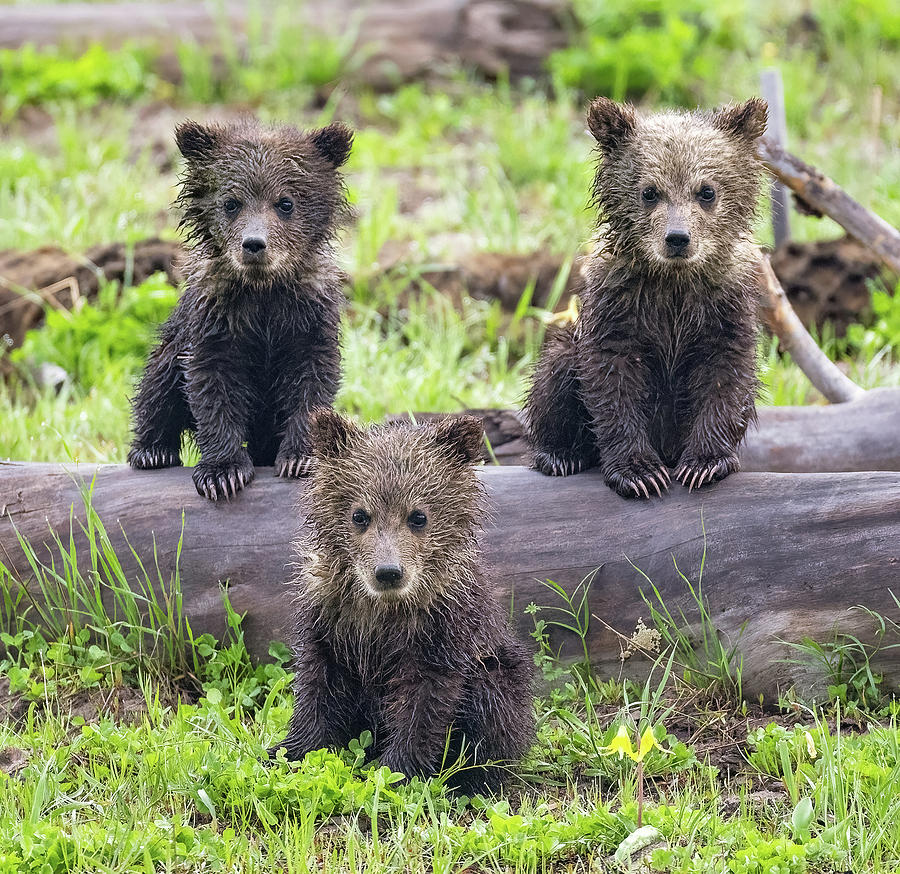 Grizzly Triplets Photograph by Max Waugh - Fine Art America