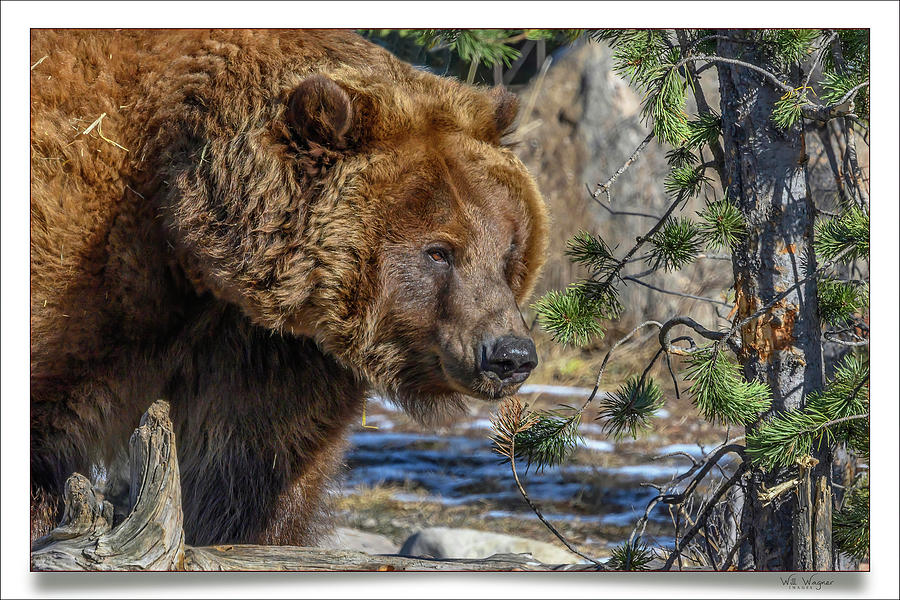 Grizzly Photograph by Will Wagner