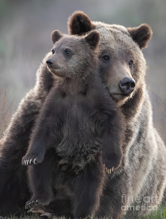 Grizzly with Cub Photograph by Brad Schwarm