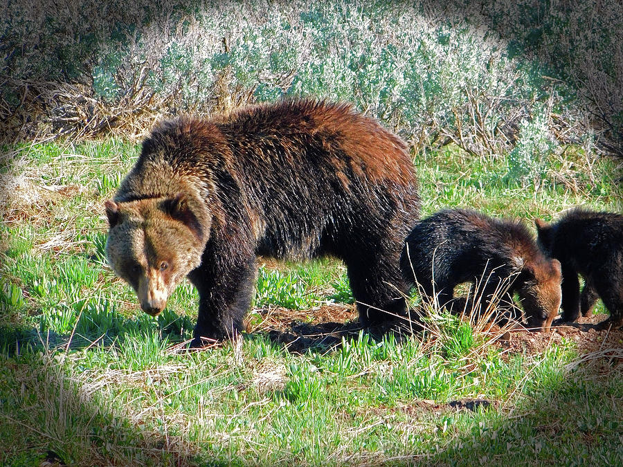 Grizzly with cubs Photograph by Carl Moore