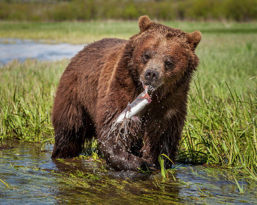 Grizzly With Fish Photograph