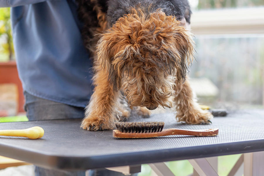 Groomer woman is trimming Puppy of Welsh Terrier Dog ...