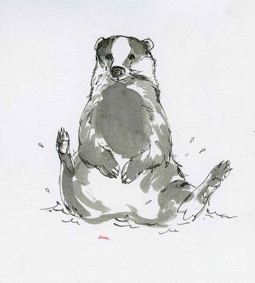 Grooming badger Drawing by Ang El
