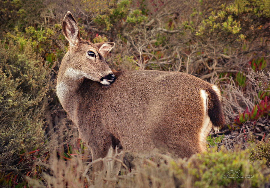 Grooming Deer Photograph by Brian Tada
