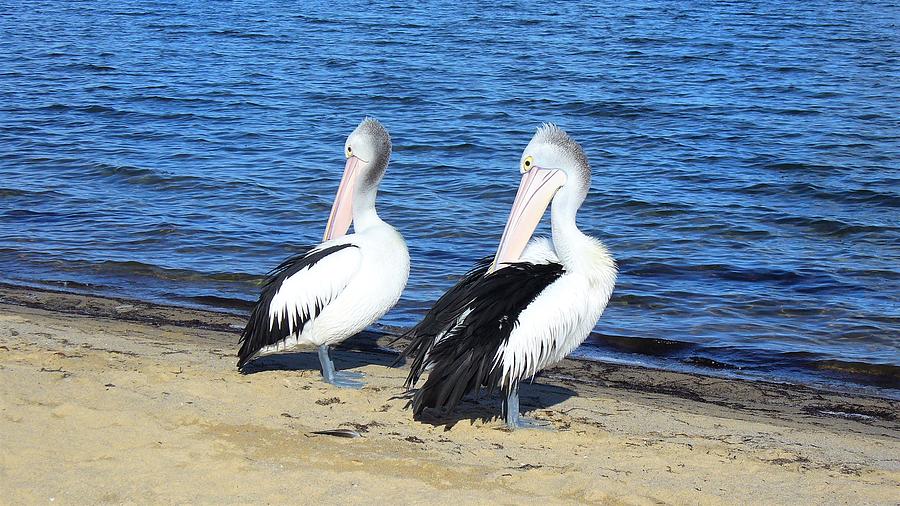 Grooming Pelicans Photograph