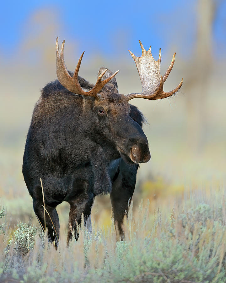 Gros Ventre Bull Moose Photograph by Gary Langley