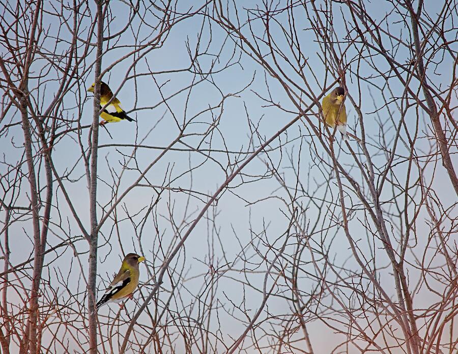Grosbeaks In The Trees Mixed Media by Sue Capuano Grosbeaks In The Trees Mixed Media by Sue Capuano