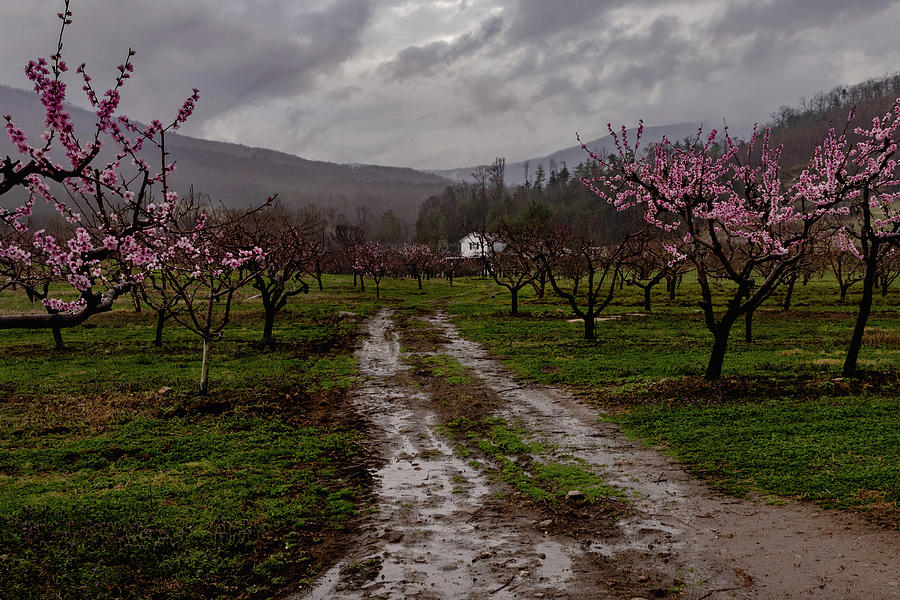 Gross Orchard Springtime Photograph