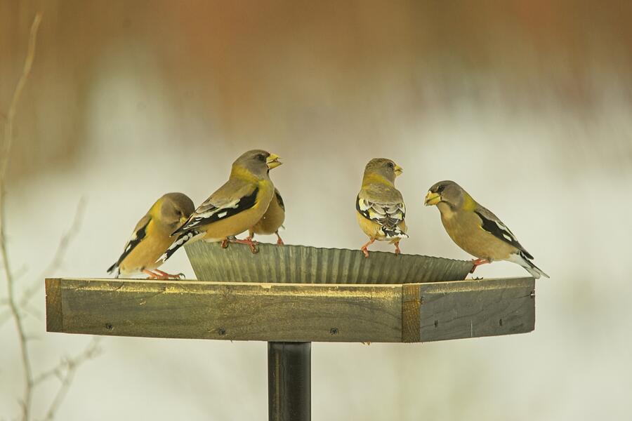 Grossbeaks Hanging At the Feeder Photograph by Sue Capuano Grossbeaks Hanging At the Feeder Photograph by Sue Capuano