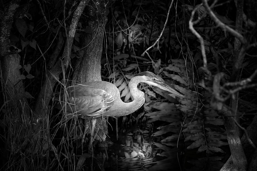 Grotto of the Great Blue Heron Photograph by Mark Andrew Thomas | Fine ...