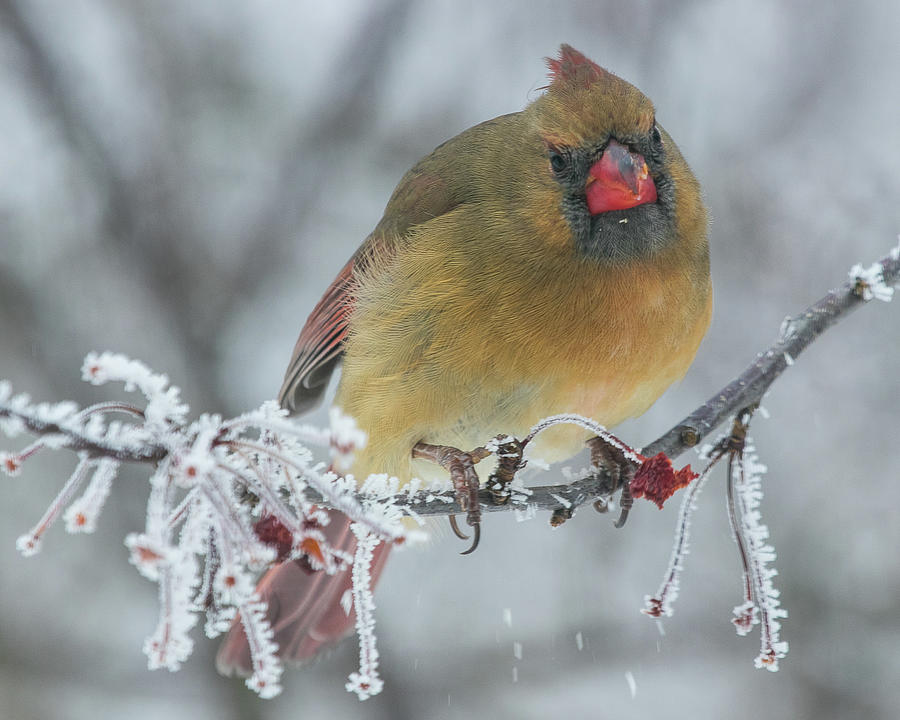 Grouchy Female Cardinal Photograph by Robert Allen Hill Grouchy Female Cardinal Photograph by Robert Allen Hill
