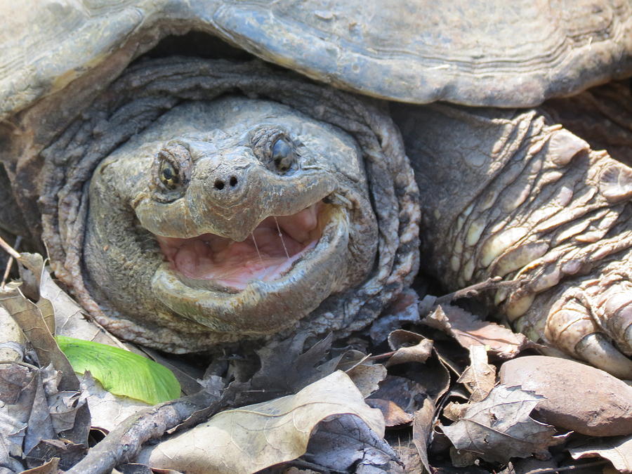 snapping turtle face