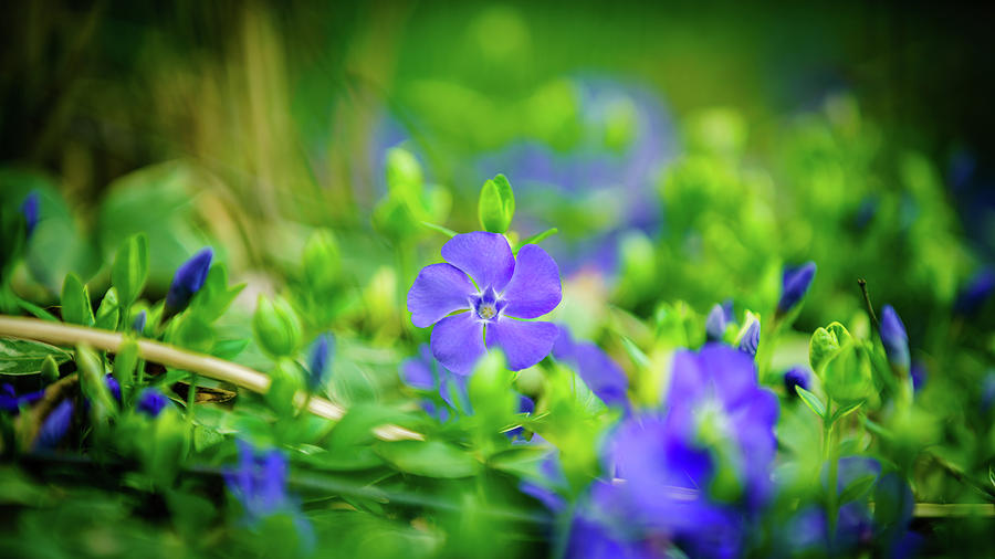 Ground cover Photograph by Alexey Stiop