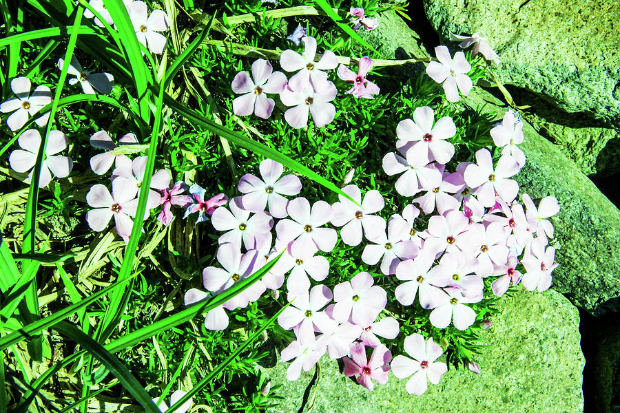 Ground Cover In Bloom Photograph