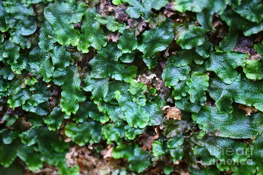 Ground Cover Photograph