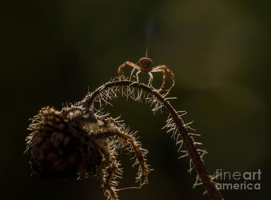 Ground Crab Spider Shooting Silk Photograph by Diane Diederich