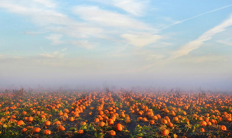 Ground Fog in the Pumpkin Patch Photograph by Marilyn MacCrakin