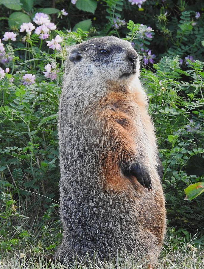 Ground Hog 2 Photograph By Athol Klieve - Fine Art America