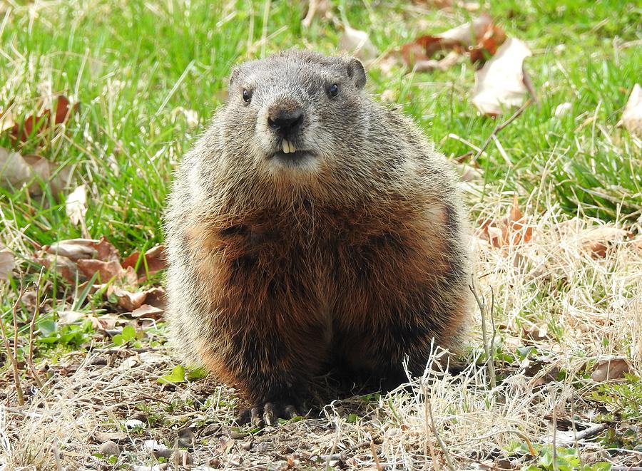 Ground Hog Photograph by Athol KLIEVE - Fine Art America