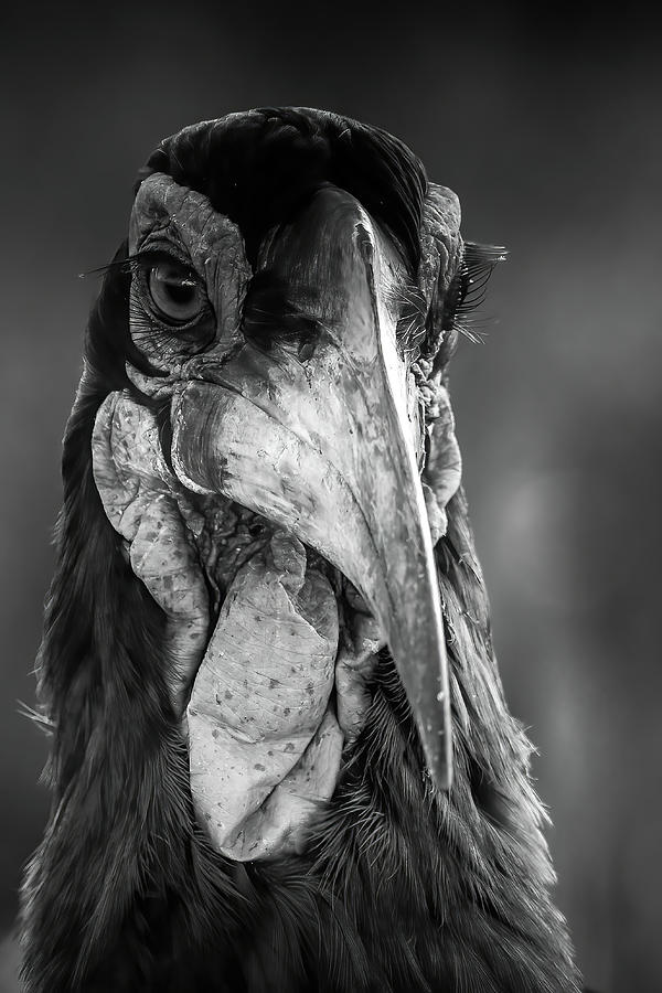 Ground Hornbill BW Photograph by MaryJane Sesto
