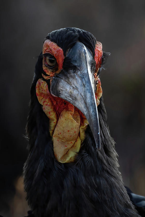 Ground Hornbill Portrait Photograph by MaryJane Sesto