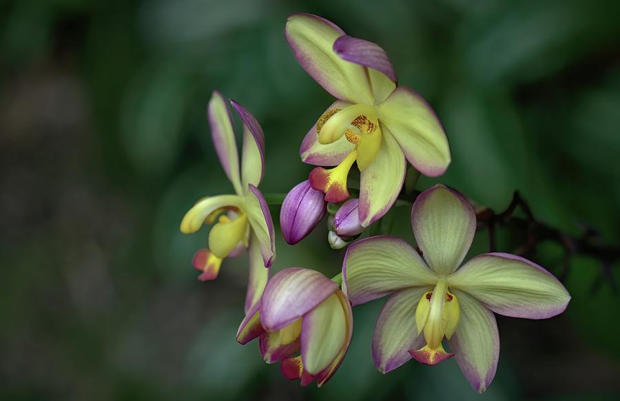 Ground Orchid Mellow Yellow Photograph by Heidi Fickinger